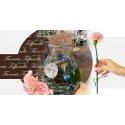 Offerta shop online Marimo alga Giapponese portafortuna Vicenza